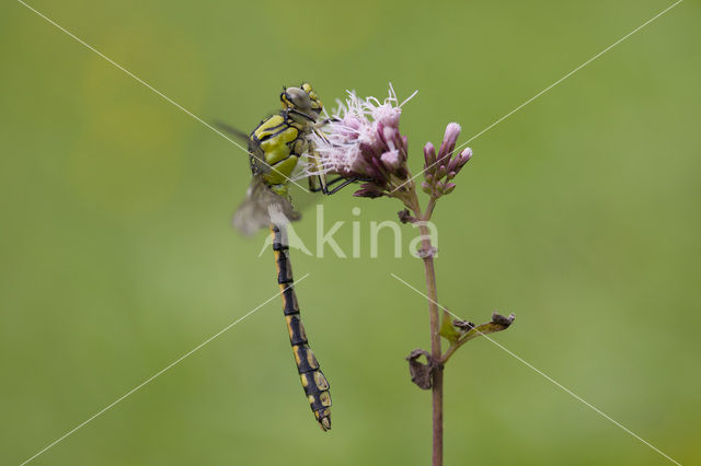 Gaffellibel (Ophiogomphus cecilia)