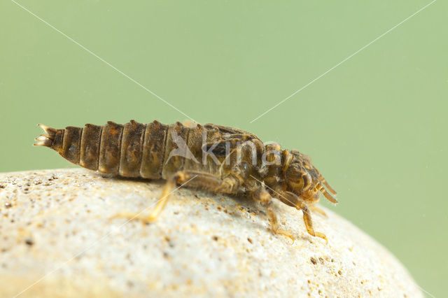 Gaffellibel (Ophiogomphus cecilia)