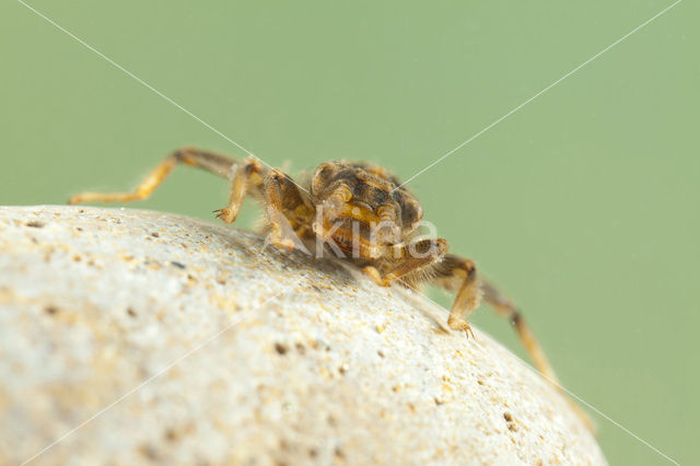 Gaffellibel (Ophiogomphus cecilia)