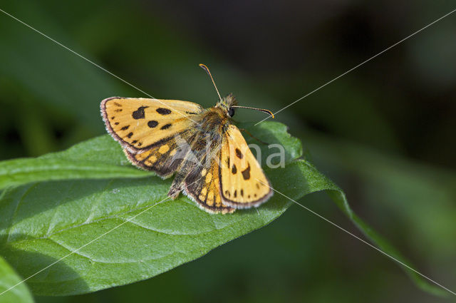 Northern Checkered Skipper (Carterocephalus silvicolus)