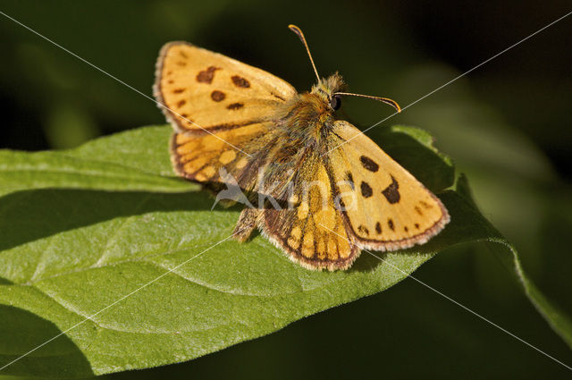 Geelbont dikkopje (Carterocephalus silvicolus)