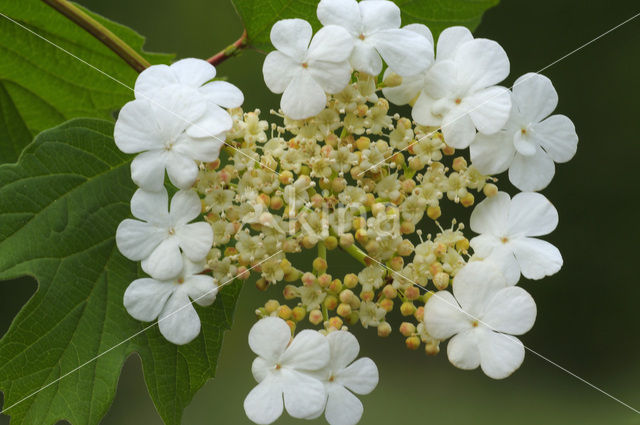 Gelderse roos (Viburnum opulus)