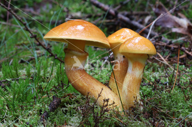 Gele ringboleet (Suillus grevillei)