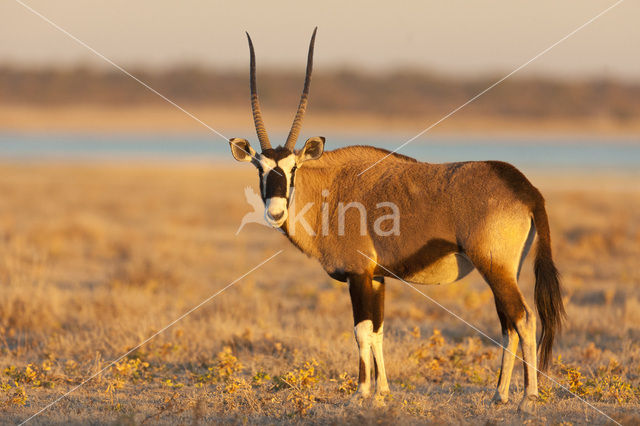 Fringe-eared oryx (Oryx gazella)