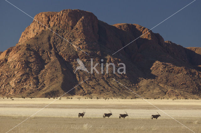 Fringe-eared oryx (Oryx gazella)