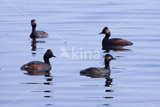 Geoorde Fuut (Podiceps nigricollis)