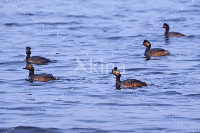 Geoorde Fuut (Podiceps nigricollis)