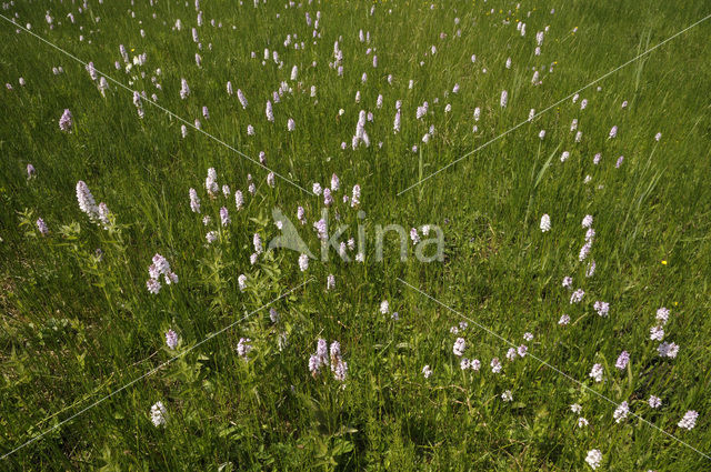 Spotted orchid (Dactylorhiza maculata)