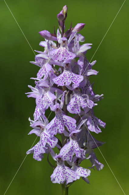 Gevlekte orchis (Dactylorhiza maculata)