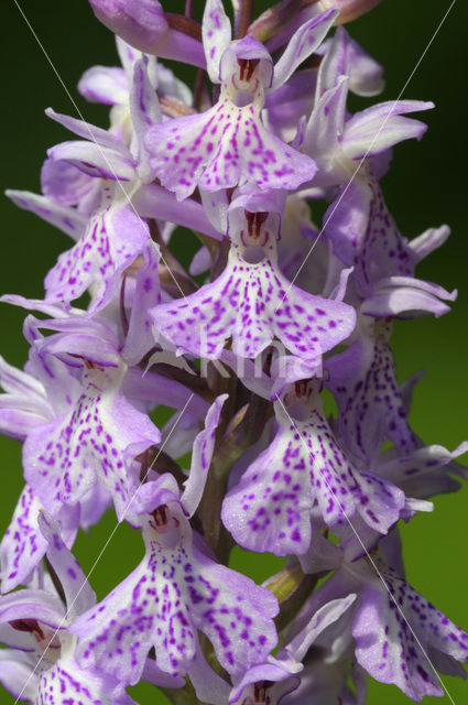 Gevlekte orchis (Dactylorhiza maculata)