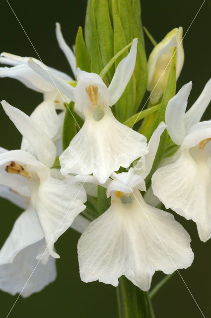 Gevlekte orchis (Dactylorhiza maculata)