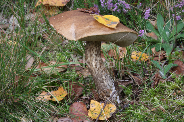 Bronw birch bolete (Leccinum scabrum)