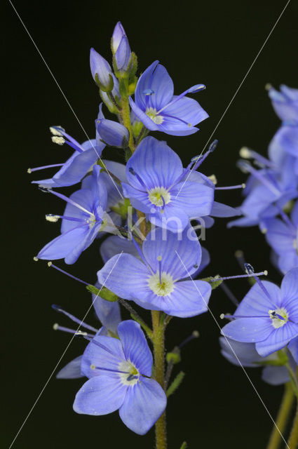 Gewone ereprijs (Veronica chamaedrys)