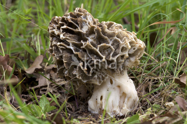 Common morel (Morchella esculenta)