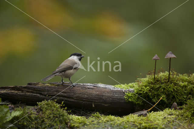 Glanskop (Parus palustris)