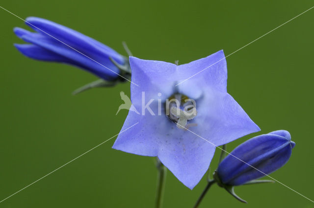 Grasklokje (Campanula rotundifolia)