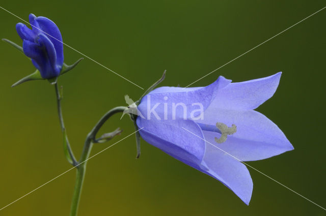 Grasklokje (Campanula rotundifolia)