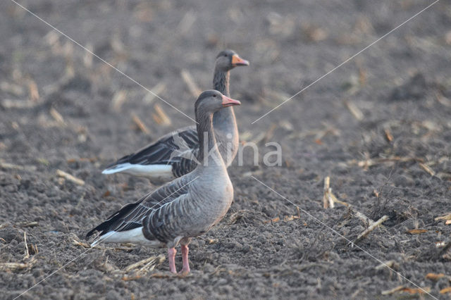 Grauwe Gans (Anser anser)