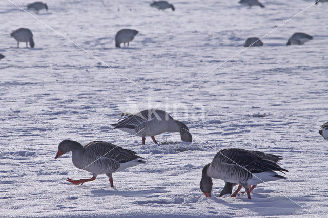 Grauwe Gans (Anser anser)