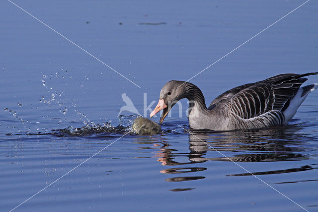 Grauwe Gans (Anser anser)