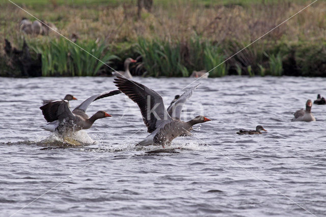 Grauwe Gans (Anser anser)