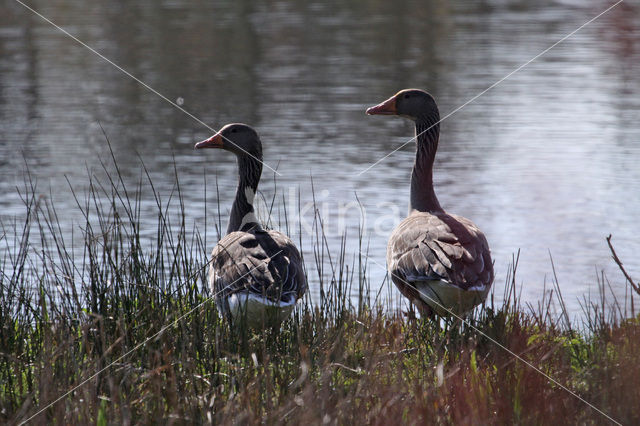 Grauwe Gans (Anser anser)