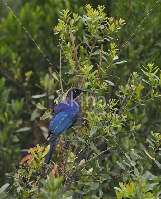 Greater Blue-eared Glossy-Starling (Lamprotornis chalybaeus chalybaeus)