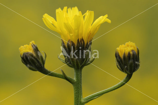 Groot streepzaad (Crepis biennis)