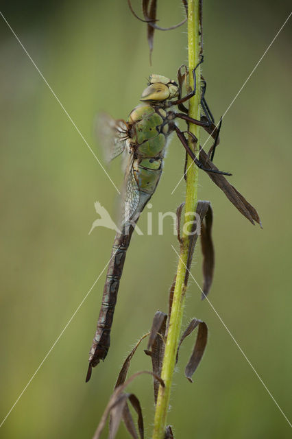 Grote keizerlibel (Anax imperator)