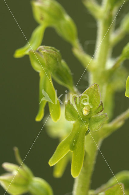 Grote keverorchis (Neottia ovata