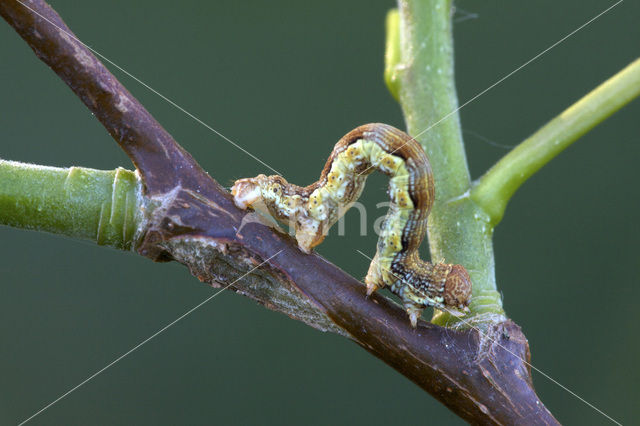 Grote wintervlinder (Erannis defoliaria)