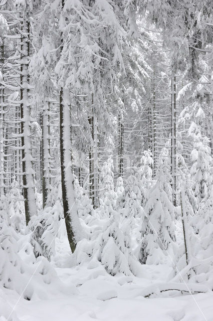 Grove den (Pinus sylvestris)