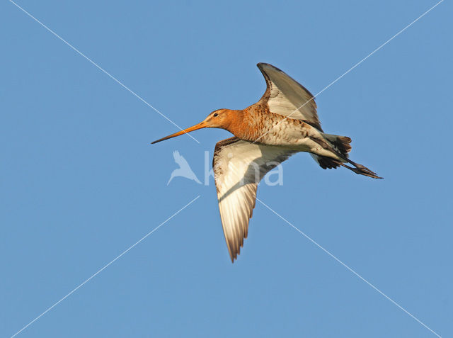 Grutto (Limosa limosa)