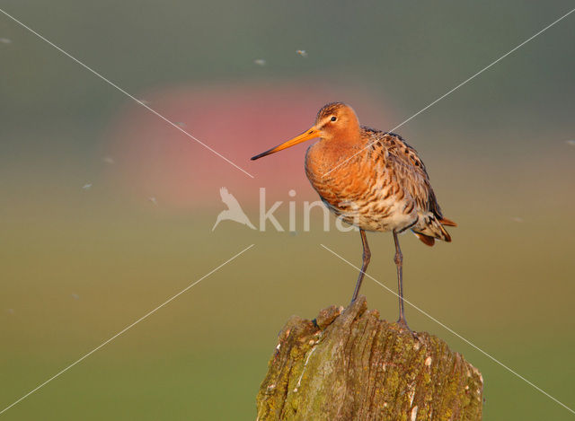 Grutto (Limosa limosa)