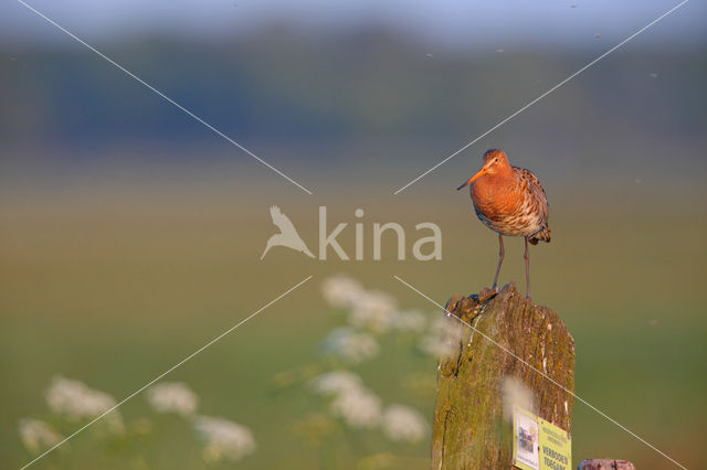 Grutto (Limosa limosa)