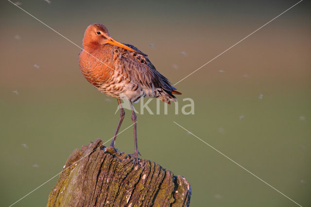 Grutto (Limosa limosa)