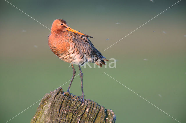 Grutto (Limosa limosa)