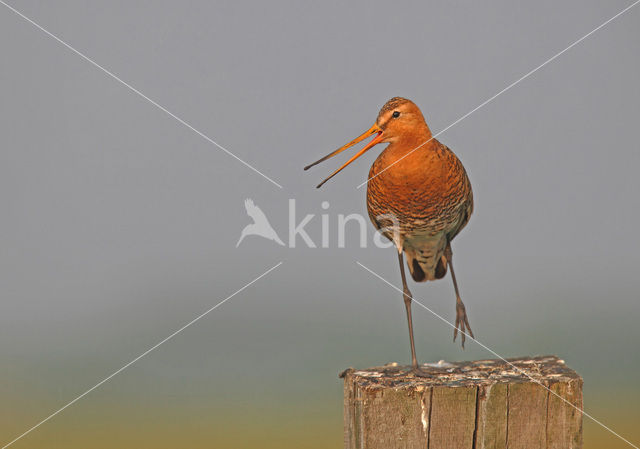 Grutto (Limosa limosa)