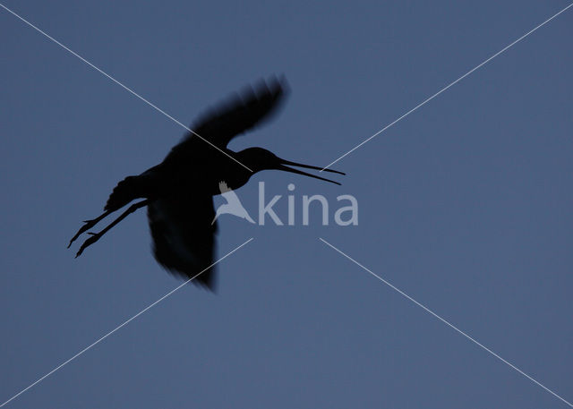 Grutto (Limosa limosa)