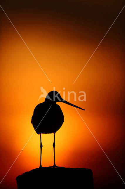 Grutto (Limosa limosa)