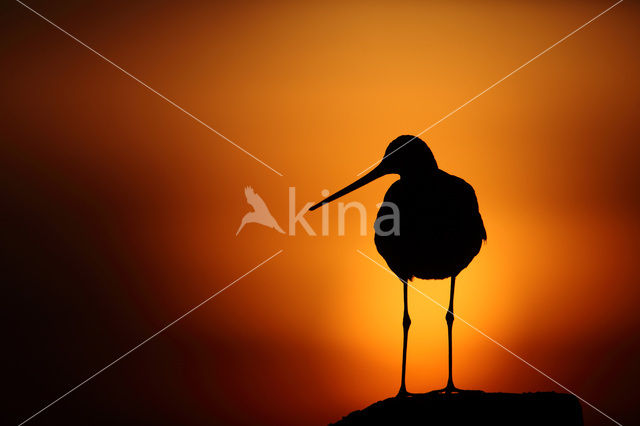 Grutto (Limosa limosa)