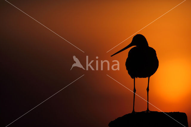 Grutto (Limosa limosa)