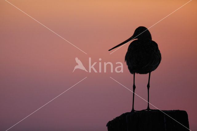 Grutto (Limosa limosa)