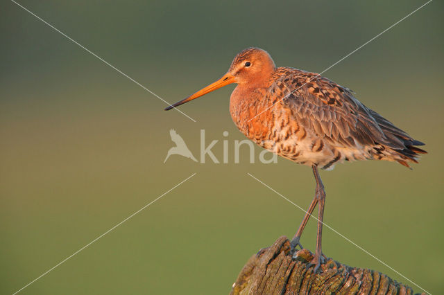 Grutto (Limosa limosa)