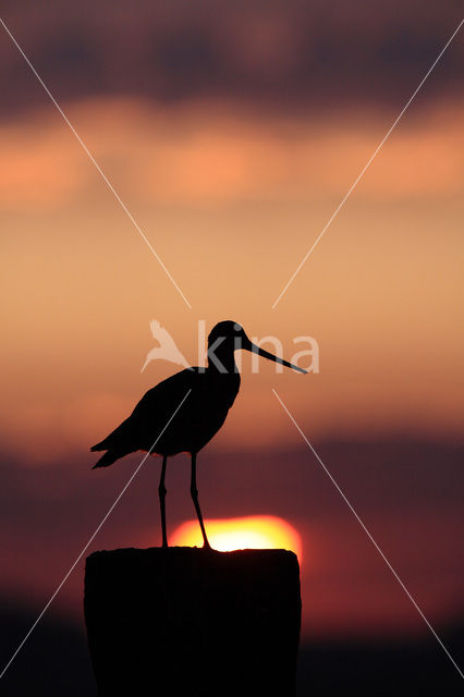 Grutto (Limosa limosa)