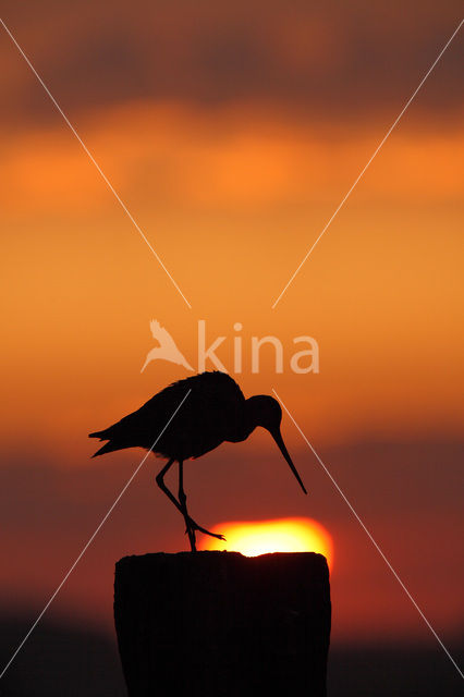 Grutto (Limosa limosa)