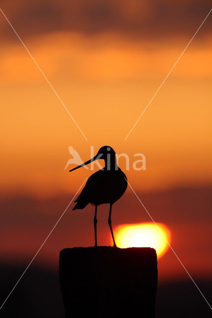 Grutto (Limosa limosa)