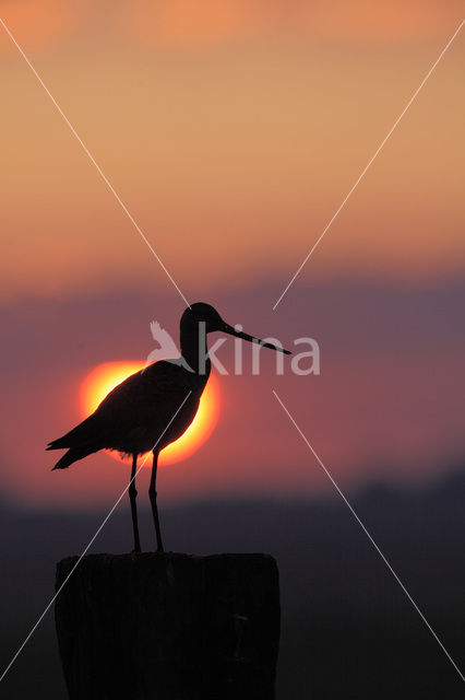 Grutto (Limosa limosa)