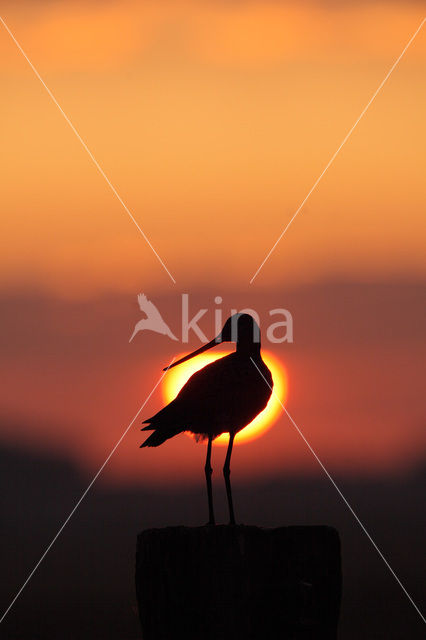 Grutto (Limosa limosa)