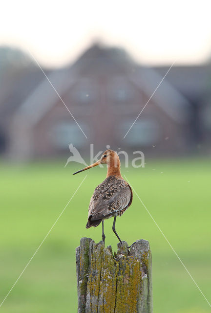 Grutto (Limosa limosa)